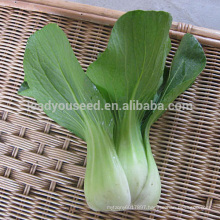 PK06 JP no.1 high temperature resistant pakchoi seeds, different types of pakchoi seeds for planting